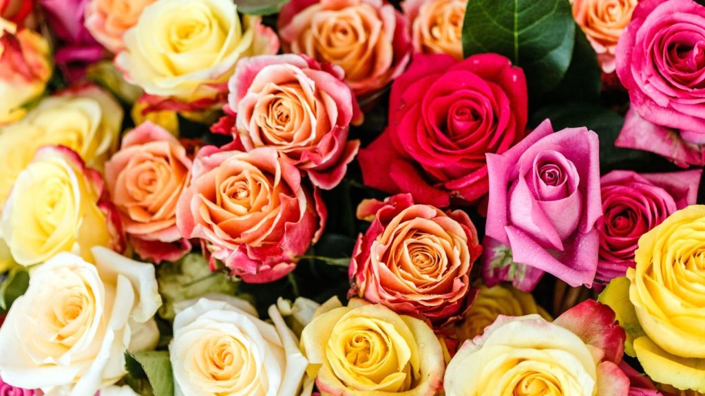 Bucket Full of Roses